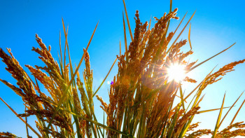 Фотография к новости: Депутат агросақтандыру саласына алаңдаулы