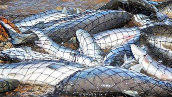 Фотография к новости: Балық аулайтын құралдарды заңсыз сатқандар қылмыстық жауапкершілікке тартылуы мүмкін