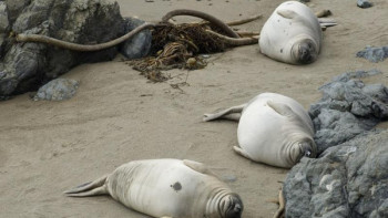 Фотография к новости: Итбалықтардың қырылуы. Каспийде 220 итбалықтың денесі табылған