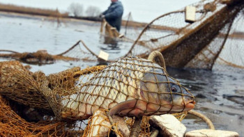 Фотография к новости: Заңсыз балық аулаудың 640 дерегі анықталған