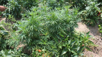 Фотография к новости: Қарасора-2022. Оңтүстік өңірден 60-қа жуық плантация анықталды