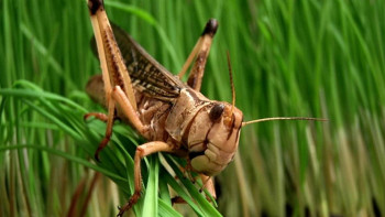 Фотография к новости: Шегірткелердің таралу алаңы 970 мың гектарға азайды – АШМ