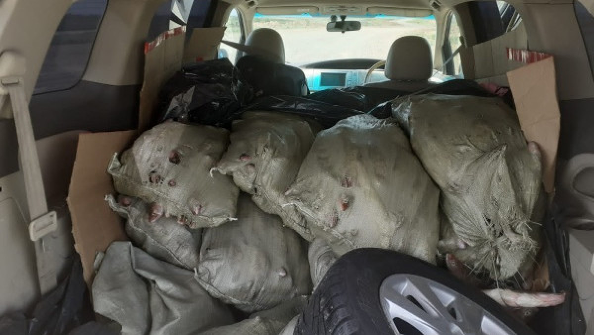 Тарбағатай тұрғыны 700 келіден астам көксерке балығын заңсыз тасымалдаған