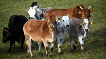 Фотография к новости: Биыл Маңғыстауда мал шаруашылығы субсидиясына 580 млн теңге бөлінді - өңір әкімі