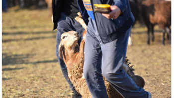 Фотография к новости: Алматыда биыл да онлайн құрбандық шалу іске асады
