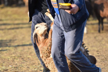 Фотография к новости: Алматыда биыл да онлайн құрбандық шалу іске асады