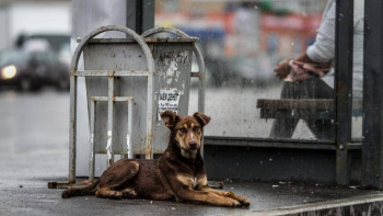 Фотография к новости: Ит асыраушыларға да жауапкершілікті күшейту қажет