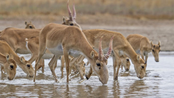 Фотография к новости: Киікке қарсылығымыз жоқ, бірақ жерді қоршауға үкімет субсидия берсін - шаруа