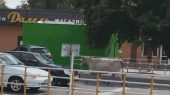 Фотография к новости: Құрбандықтан қашқан өгіз