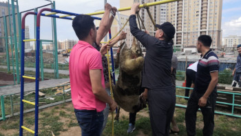 Фотография к новости: Елордалық көршілер Құрбан айтты өз ауласында  атап өтті