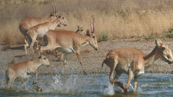 Фотография к новости: Тоқаев киікті атуға қарсы шықты