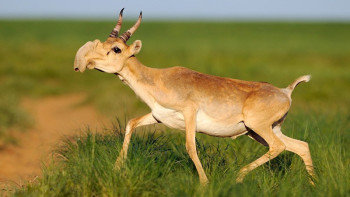 Фотография к новости: Экология министрі киік мәселесіне қатысты қандай тоқтамға келгендерін айтты
