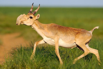 Фотография к новости: Экология министрі киік мәселесіне қатысты қандай тоқтамға келгендерін айтты