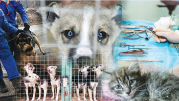 Фотография к новости: 80 мың киікті жоюды ұсынған министрлік ит пен мысықты жоюға неге 654 млн теңге бөлінгенін түсіндірді