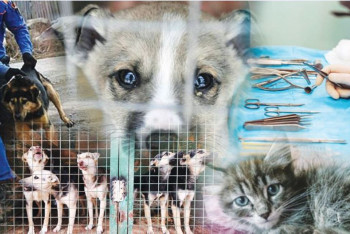 80 мың киікті жоюды ұсынған министрлік ит пен мысықты жоюға неге 654 млн теңге бөлінгенін түсіндірді