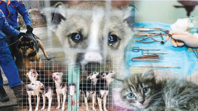 80 мың киікті жоюды ұсынған министрлік ит пен мысықты жоюға неге 654 млн теңге бөлінгенін түсіндірді