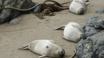 Фотография к новости: Жылдың басынан дауылды жел Каспий жағасына 220 өлі итбалық шығарды. Оның себебі неде?