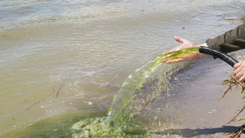 Фотография к новости: Ақкөл көлі 2,5 тонна хлорелламен тазартылды