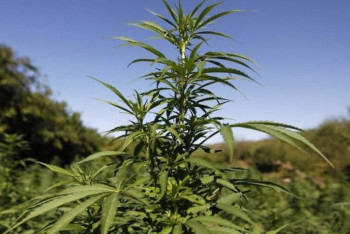 Фотография к новости: Сырдарияның жағасында биіктігі 2 метр қарасора өсірген тұрғын әшкереленді