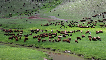 Фотография к новости: Шығыстa жайылым тапшылығы мәселесі жыл соңына дейін шешілмек