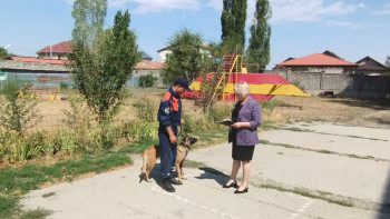 Фотография к новости: Сезімтал иттер зілзаланың алдын алуға көмектеседі