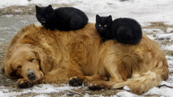 Фотография к новости: Жамбылда 11 бригада қаңғыбас иттерді аулап жүр