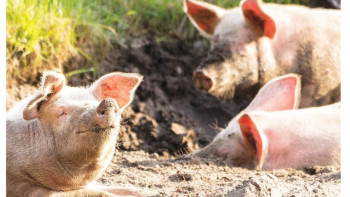 Фотография к новости: Шығыс жұрты шошқа фермасының салынуына наразы