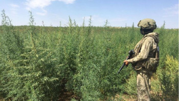 Фотография к новости: Оңтүстікте 4 метрлік үнді марихуанасын  отырғызғандар анықталды