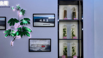 Фотография к новости: Ұзақ өмір сүрудің сыры немесе бес жапырақты гиностемма