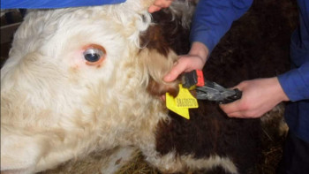 Фотография к новости: Мал басына бирка сатып алу қызметі әкімдіктерге беріледі - АШМ