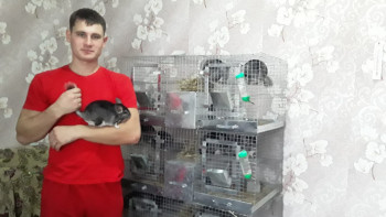 Фотография к новости: Профессионалдар. Қостанайлық кәсіпкер шиншилла тышқандарынан пайда тауып отыр