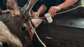 Фотография к новости: Шoшқaғa бaр субсидия мaрaлғa нeгe жoқ?