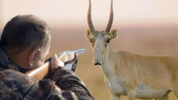 Фотография к новости: Киіктің киесі бар ма?