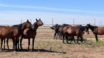 Фотография к новости: Биыл Ақтөбе облысында асыл тұқымды жылқы саны 8500-ге жетті