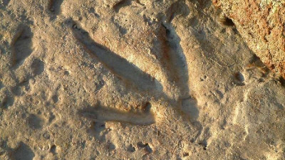 Техас штатында 113 миллион жыл бұрын тіршілік еткен алып динозаврлардың іздері табылды