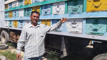 Фотография к новости: Омарташы Жарқынбаев: Мақсатым – омартамды 500-ге дейін көбейту