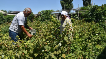 Фотография к новости: 450-500 мың теңге таза пайда. Зейнеткер таңқурайдан табар табысы туралы айтты