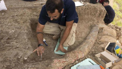 Израиль археологтары ежелгі пілдің азуын тапты