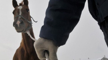 Фотография к новости: Өңірлік қылмыстық топ 77 млн теңгенің малын ұрлаған