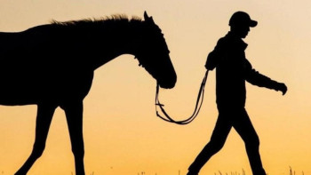 Фотография к новости: Ұрылар малды қалай айдап әкететіні белгілі болды