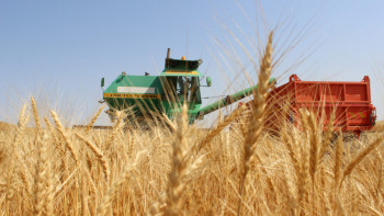 Фотография к новости: АШМ болжамы: Биыл 13 млн тоннадан астам бидай жиналады