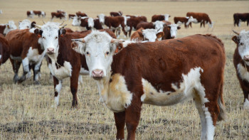 Фотография к новости: Асыл тұқымды мал өсіретін орталықтар ұрықты сатып алады