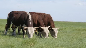 Фотография к новости: Асыл тұқымды ірі қараның куәлігінде аталығы мен енесі туралы  деректер  көрсетіледі  – министр