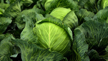 Фотография к новости: Павлодар облысы өз-өзін қырыққабатпен қамти алады