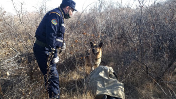 Фотография к новости: Профессионалдар. Иттер де мінсіз қызметі үшін «сыйақы» күтеді – кинолог