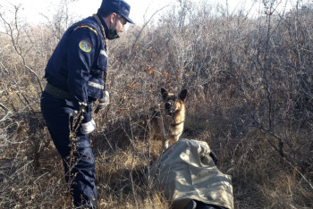 Фотография к новости: Профессионалдар. Иттер де мінсіз қызметі үшін «сыйақы» күтеді – кинолог