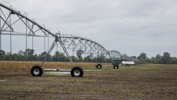 Фотография к новости: Фермерлердің жанайқайы.  Егін піспей қалды. Суды тамызда тоқтатып тастаған