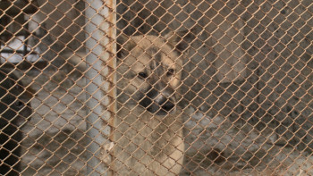 Фотография к новости: Қаңғыбас иттер ауылдың қойларына шаба бастаған