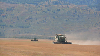 Фотография к новости: Шығыста астық ору науқаны жүріп жатыр