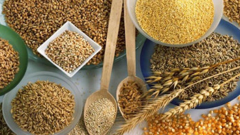 Фотография к новости: Дәнді дақылдар жинау көрсеткіші қандай?